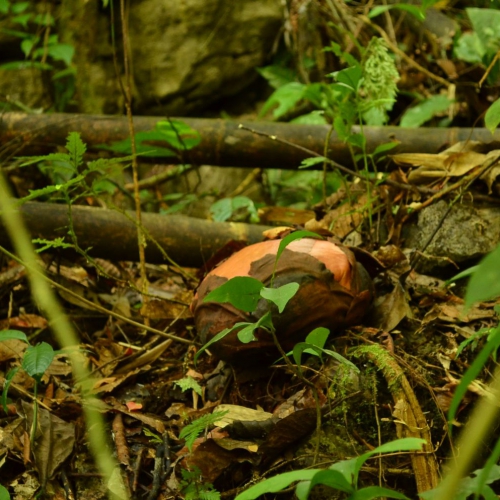 Rafflesia in Padawan