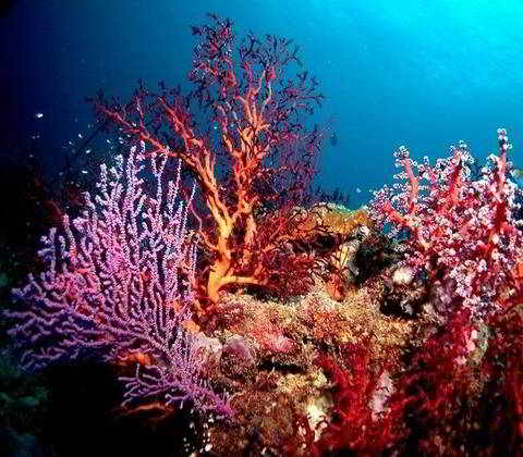 Miri-Sibuti Coral Reefs National Park