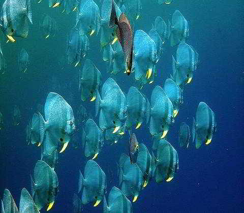 Miri-Sibuti Coral Reefs National Park