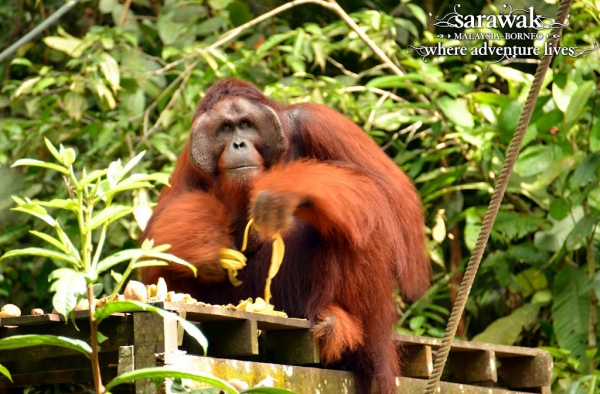The largest male and orang utan at Semenggoh Nature Reserve - Ritchie