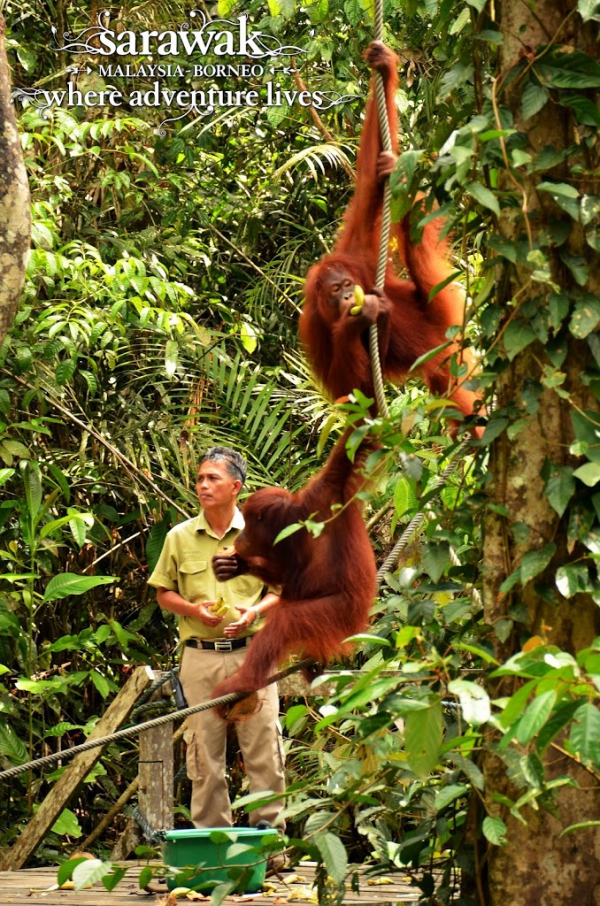 Two young orang utans hanging from ropes while feeding