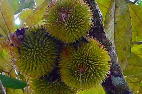 sarawak borneo sarikei rh nyuka Durian Esu