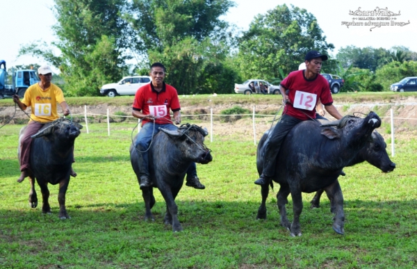 Bisaya Buffalo Race Festival in Limbang Sarawak