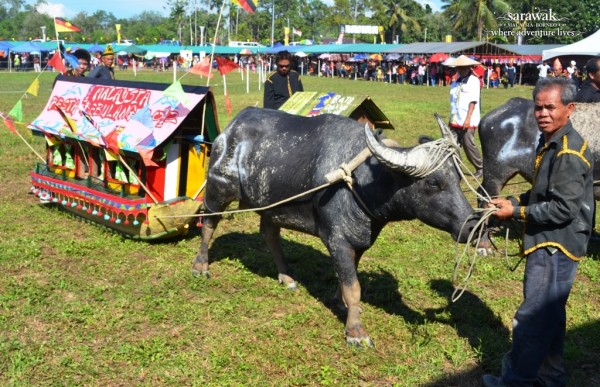 Bisaya Buffalo Race Festival in Limbang Sarawak Decorated float