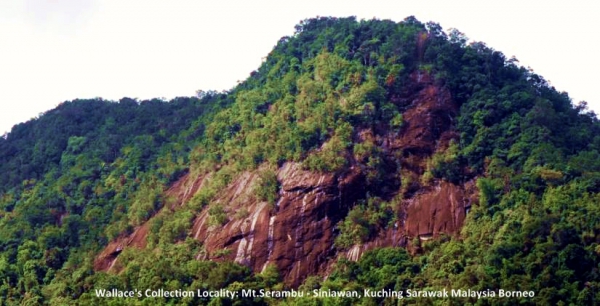 Wallace's collection locality: Mt Serambu Siniawan Kuching Sarawak Malaysia Borneo