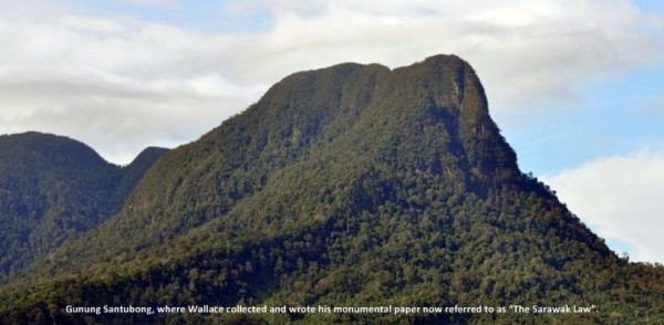 Wallace's collection locality: Mt Serambu Siniawan Kuching Sarawak Malaysia Borneo