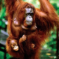Visit Borneo to see the wild Orang Utan