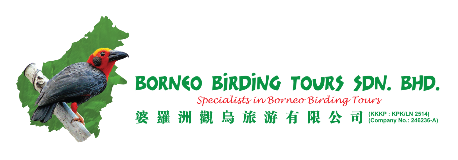 Borneo Birding Tours Sdn Bhd