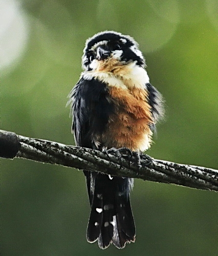 Kubah National Park Black-thighted falconet
