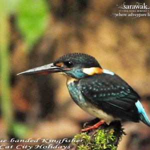 Kubah National Park Blue-banded Kingfisher