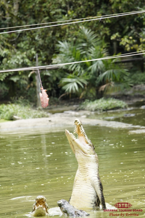 Sarawak Borneo Adventure Kuching Jong Crocodile Farm