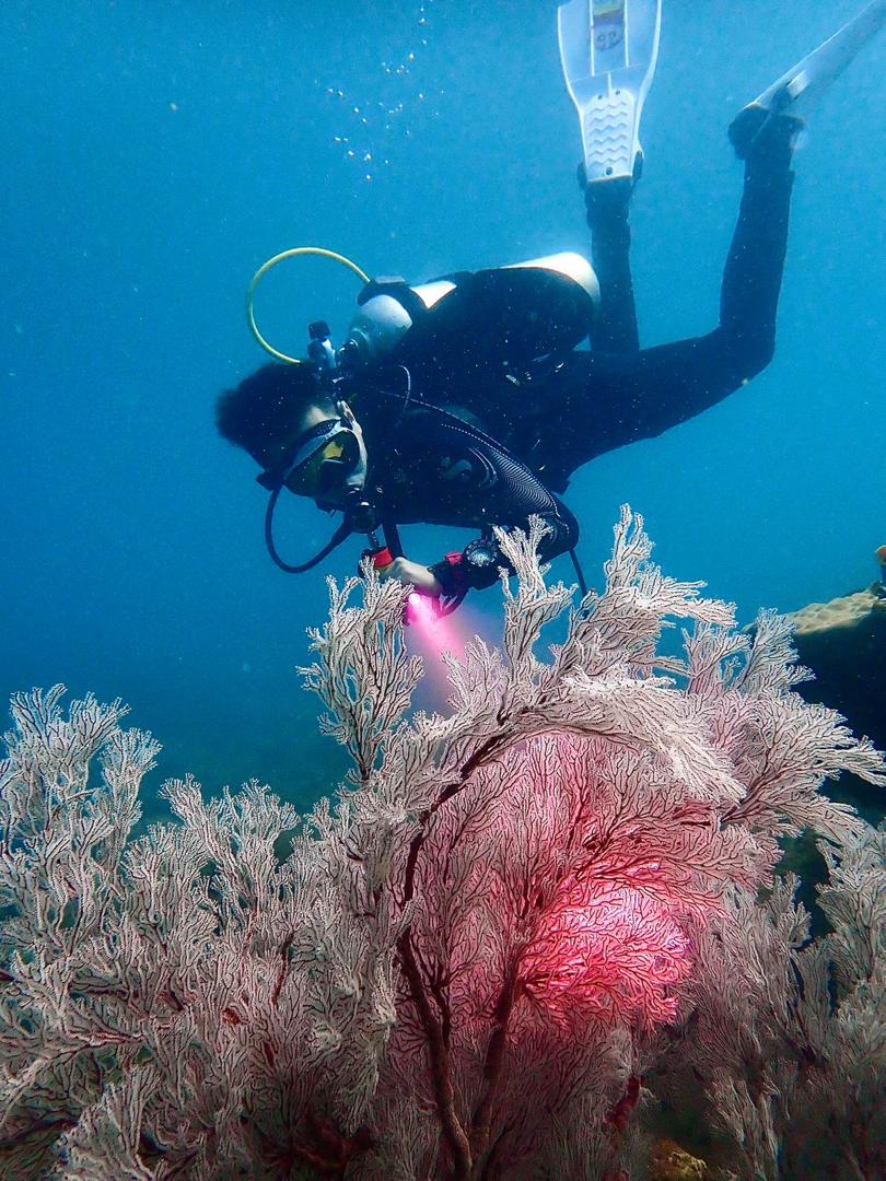 Diving in Miri-Sibuti Coral Reefs National Park | 美里－实务地珊瑚礁国家公园