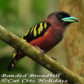 砂拉越观鸟 | Birding in Sarawak