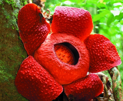 Rafflesia at Gunung Gading National Park, Lundu, Sarawak, Malaysia