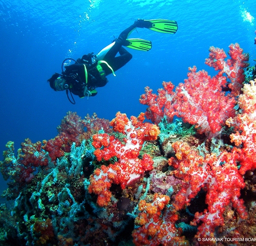 diving in Miri sibuti coral reef national park