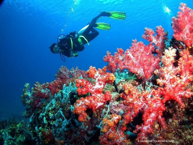Diving sites in Sarawak, Malaysia-Borneo | Miri-Sibuti Coral Reefs National  Park tempat menarik Miri