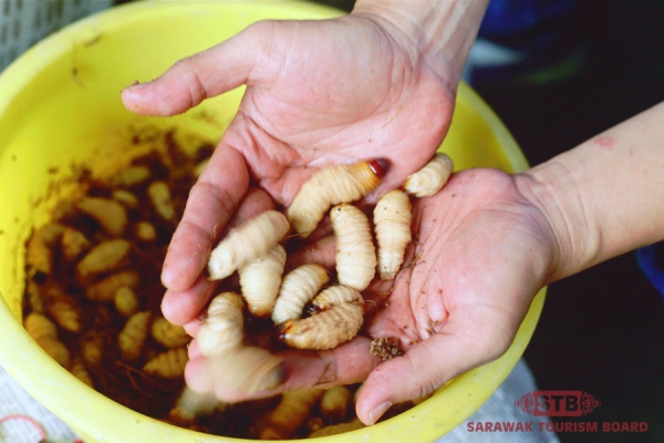 Sago worms, a delicacy among the Melanaus