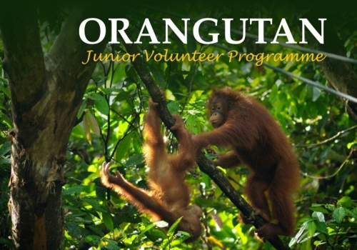 Sarawak Borneo Kuching Orangutan Junior volunteer