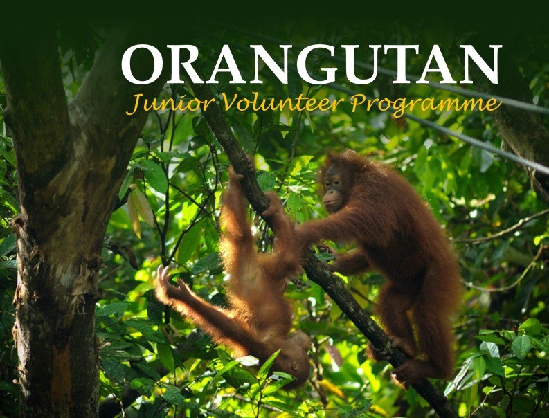 Orangutan Junior Volunteer Program | 人猿青年志愿者计划