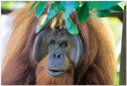 Sarawak Borneo Adventure our friends orangutan richie