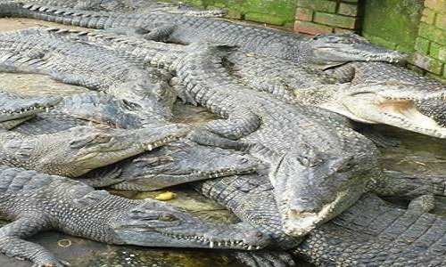miri-crocodile