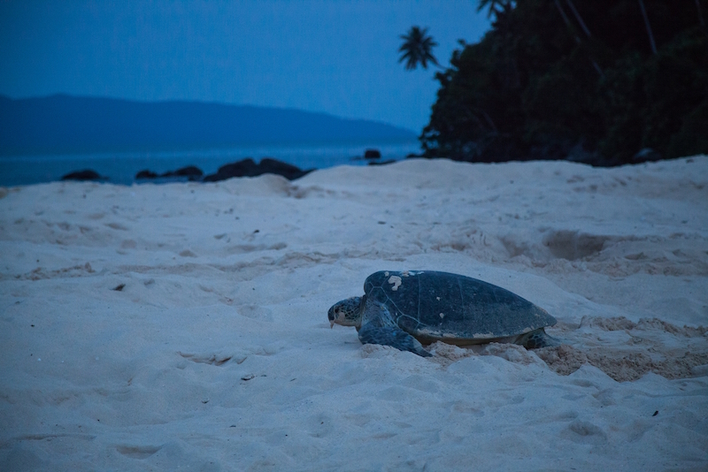 Sea Turtle Conservation Programmes