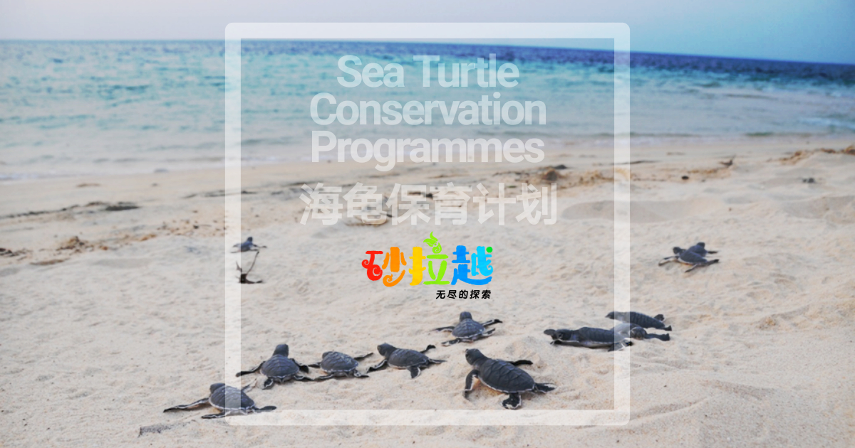Sea Turtle Conservation Programmes | 海龟保护计划