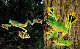 Wallace Flying Frog