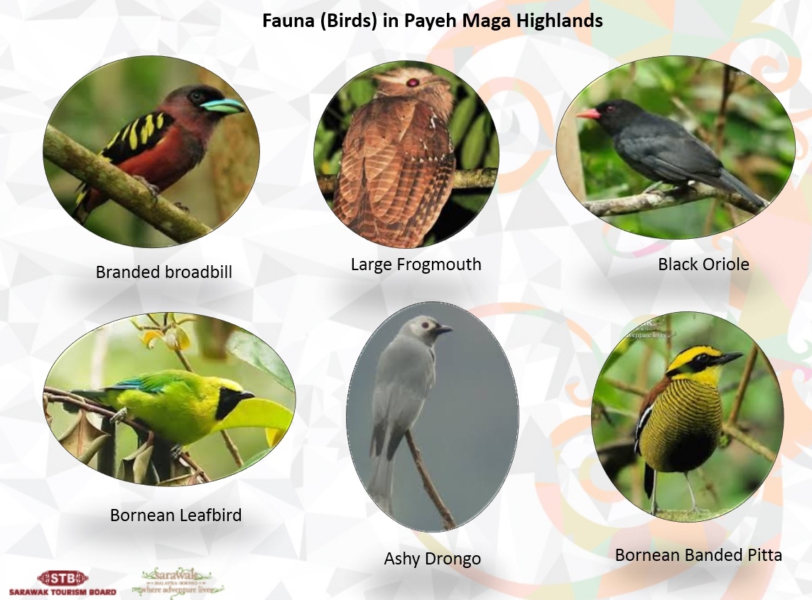 Paya Maga-birds