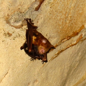 a-u-bagly_hipposideros-diadema-with-pup_cave-roost-mulu-bat