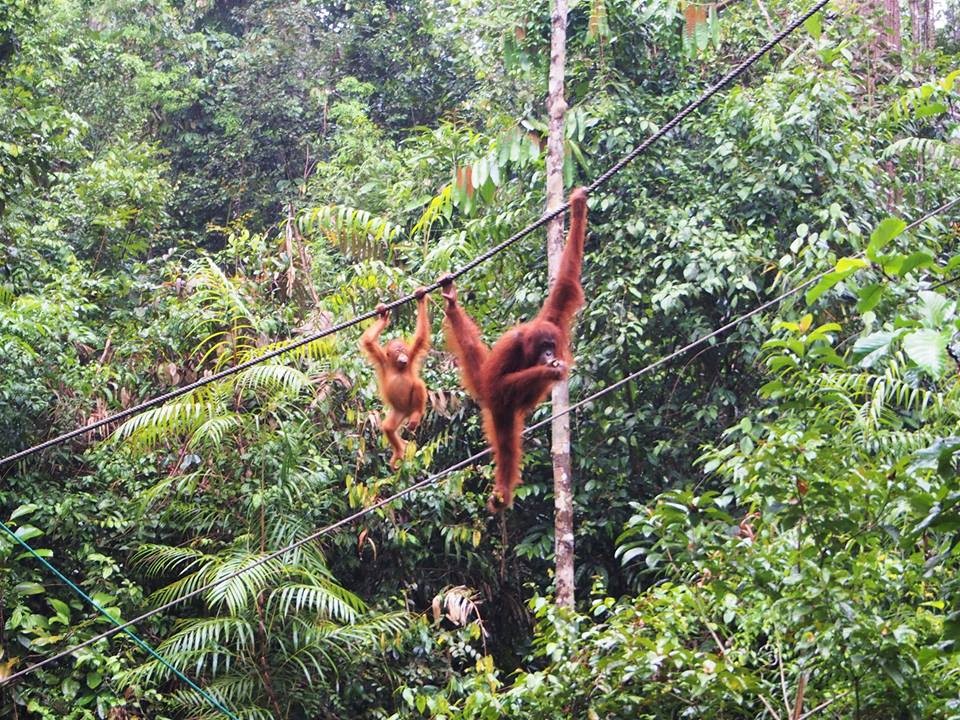 orangutan2