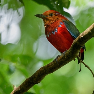 Bird Watching in Sarawak1