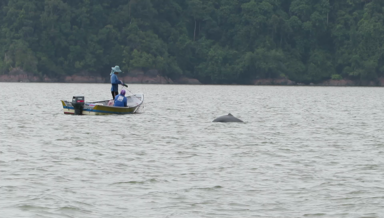 Sarawak Kuching Dolphin