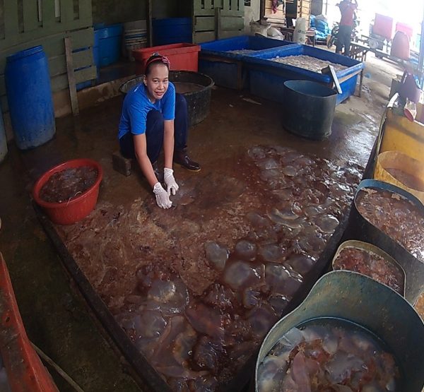 Processing Jelly Fish Kampung Maludam