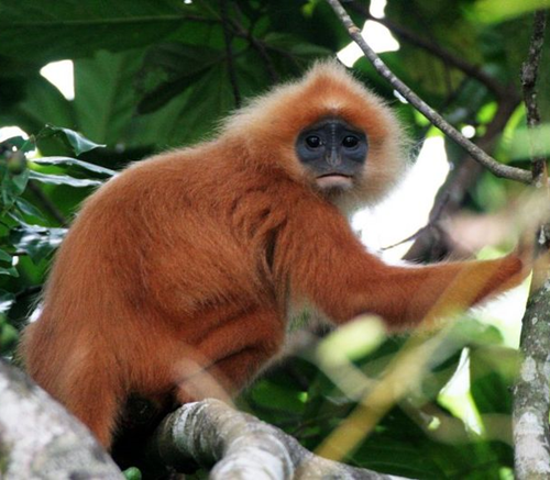 In Search of the Red Banded Langur in Maludam National Park