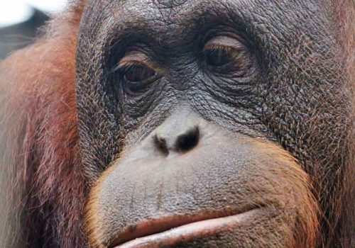 Meeting Borneo’s Majestic Orangutans