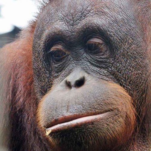 Meeting Borneo’s Majestic Orangutans