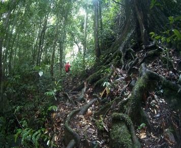 Getting to Bukit Mabong
