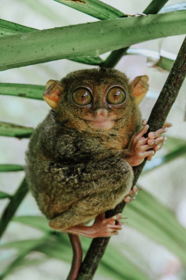 Tarsier clinging to a branch
