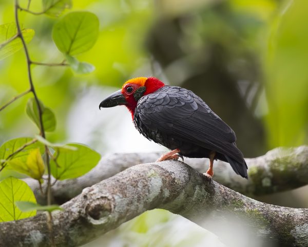 Birds of Borneo - Bornean Bristlehead
