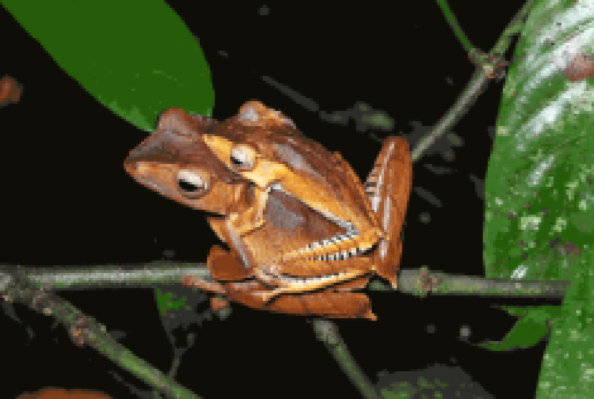 The Borneon eared tree frog with a wood grain texture