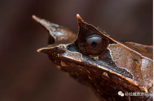 Long-Nosed Horned Frog