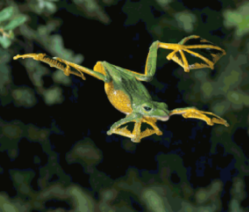 Wallace’s flying frog taking flight
