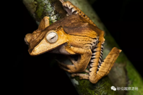 File-Eared Tree Frog