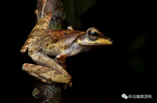 Dark-Eared Tree Frog