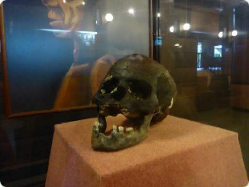 An ancient human skull at Niah Museum
