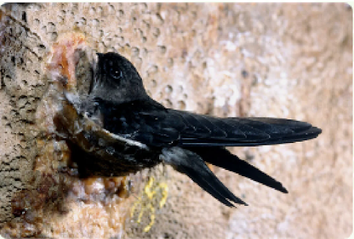 A swallow tending to its nest