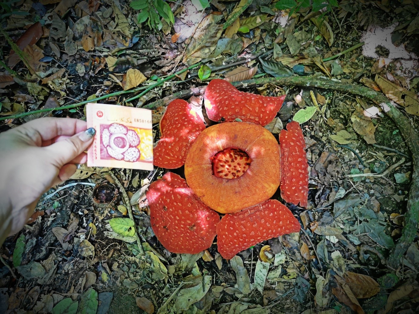 The Rafflesia is classified as the largest flower in the world.