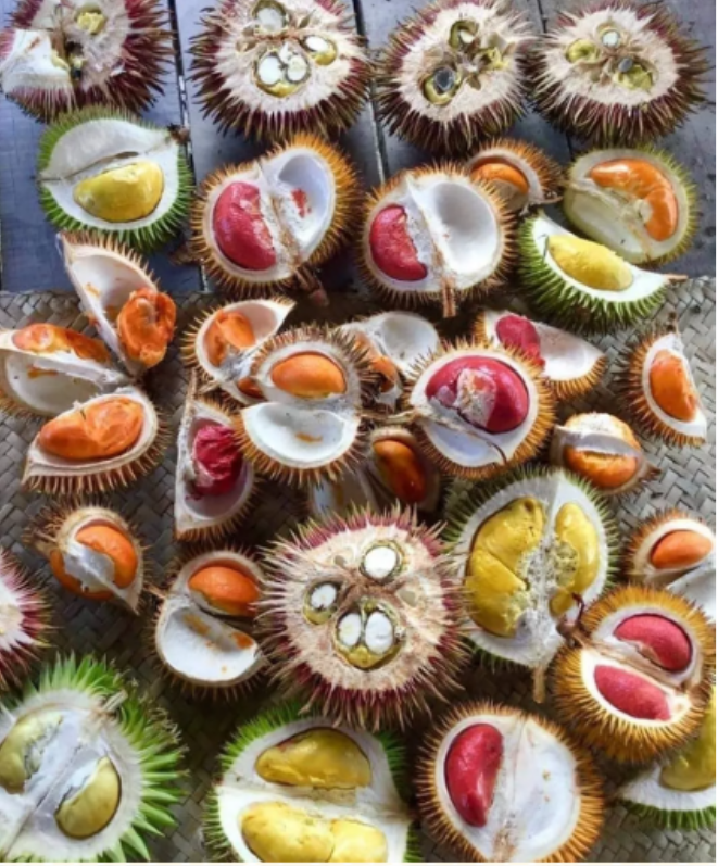 A variety of wild durians that can be found in Sarawak. 