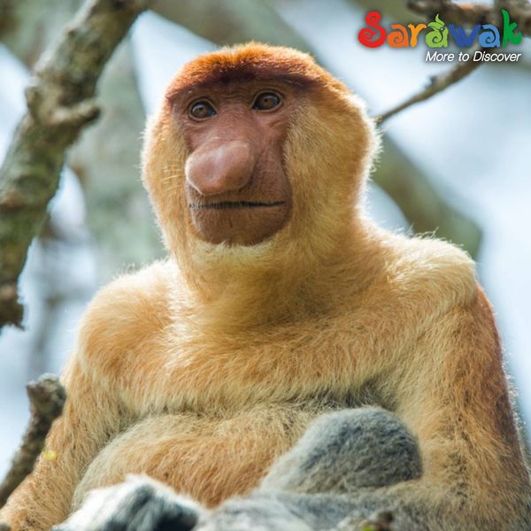 Proboscis Monkey 1